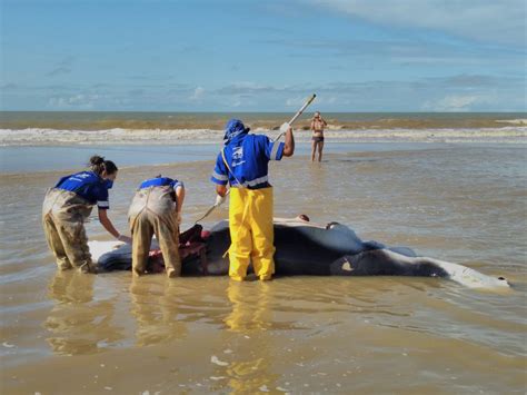 Jornal Correio Novo Filhote De Baleia Jubarte Encontrado Morto Em