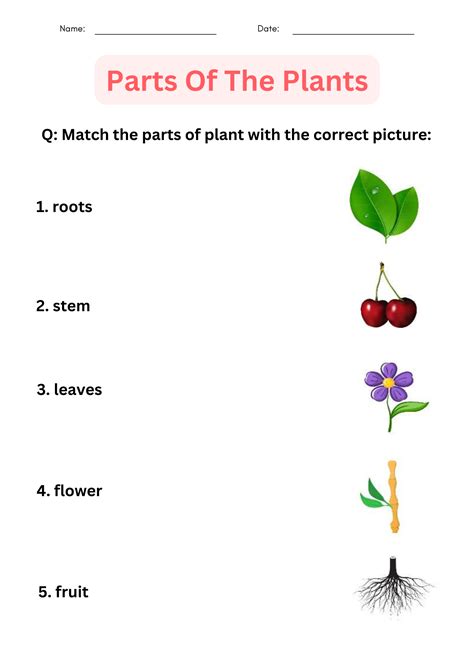 Basic Parts Of A Plant Worksheet