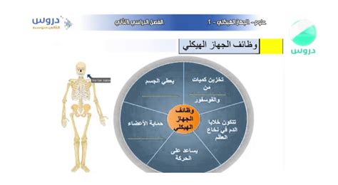 الثاني متوسط الفصل الدراسي الثاني علوم الجهاز الهيكلي Youtube