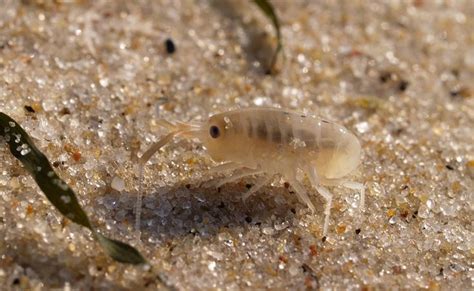 Sur les plages Attention aux piqûres de puces de sable Ma Santé