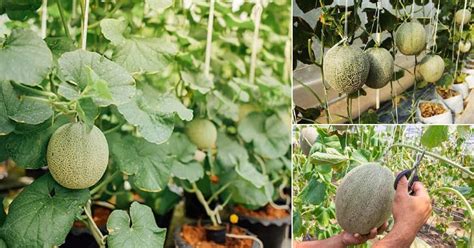 How To Grow Cantaloupes Vertically Growing Cantaloupe In Containers