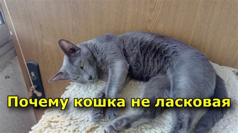 Почему кошка не ласковая - YouTube