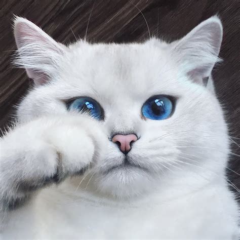 10 Kucing Ini Dijuluki Kucing Tercantik Di Dunia Simak Foto Fotonya