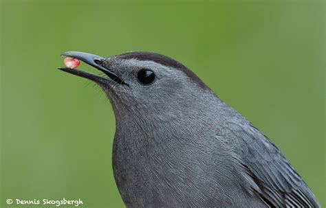 Favorite Bird Portraits Dennis Skogsbergh Photographydennis