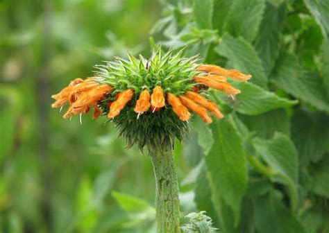 Wild Dagga - Flowers - South Africa