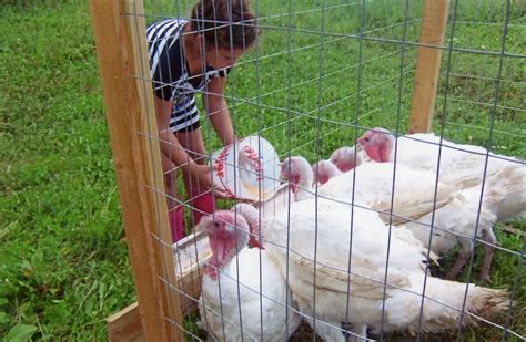 Broad Breasted White Turkey Cackle Hatchery