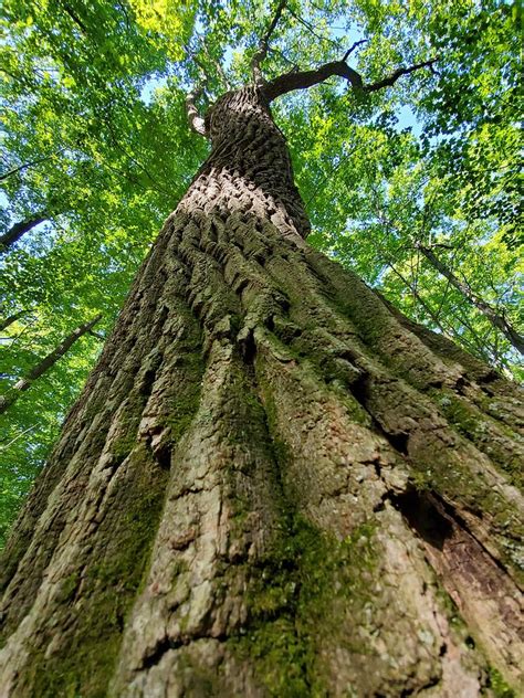 June 13 Tree Hug Photograph By Susan Olin Dabrowski Fine Art America