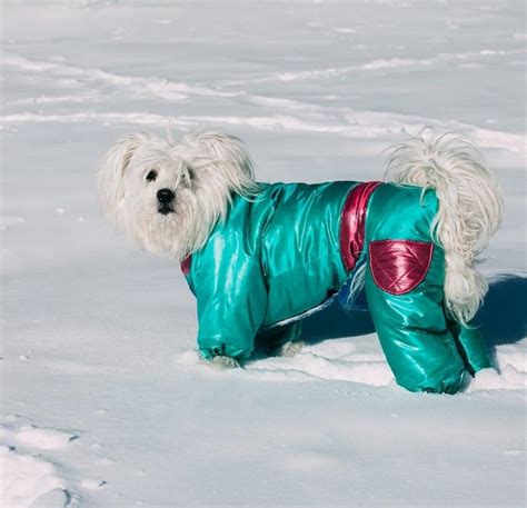 12 Best Winter Dog Coats & Jackets [2022 Reviews]