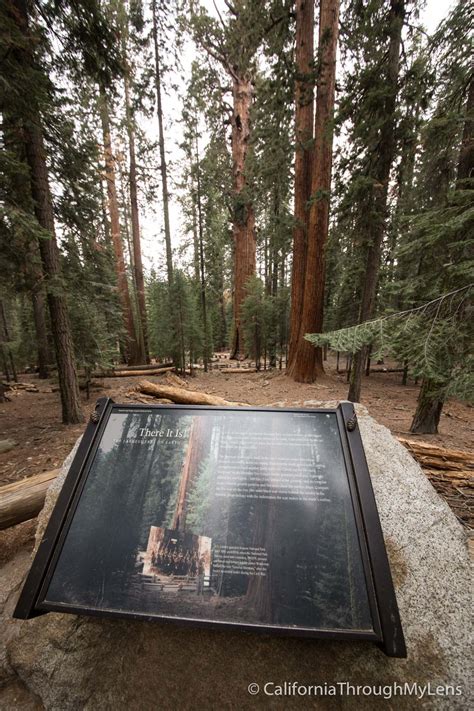 General Sherman Tree The Largest Tree On Earth By Volume California