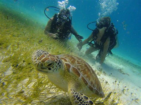 Cancun Scuba For You All You Need To Know Before You Go 2024