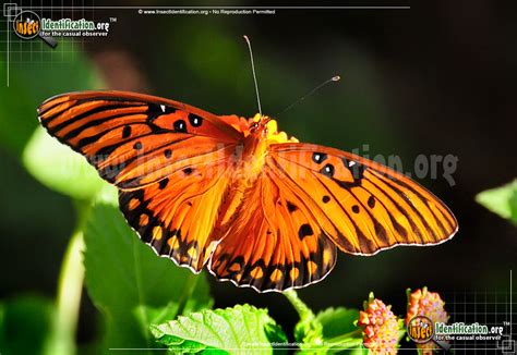 Gulf Fritillary Butterfly