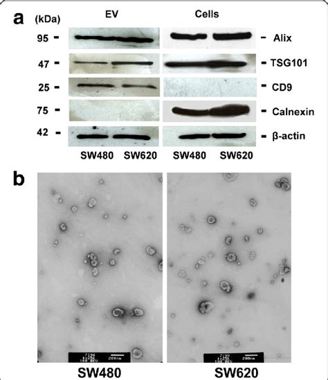 Characterization Of Sw480 And Sw620 Derived Evs A Western Blot