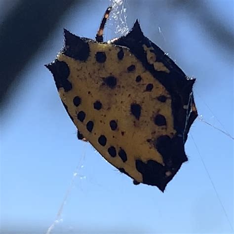 Spinybacked Orbweaver From Ennis Joslin Rd Corpus Christi Tx Us On