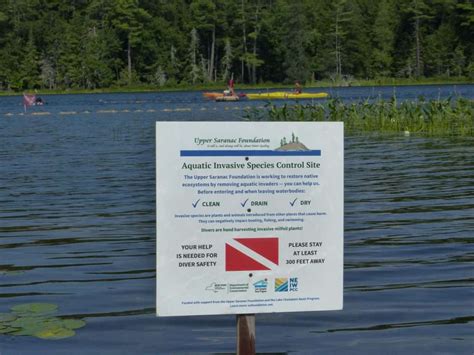 State Grant Supports Follensby Clear Pond Invasive Species Management