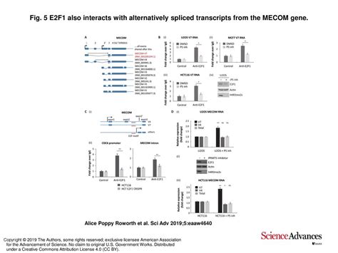 Fig E F Also Interacts With Alternatively Spliced Transcripts From