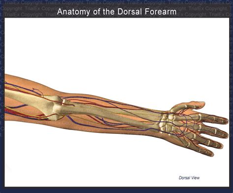 Anatomy Of The Dorsal Forearm Trial Exhibits Inc