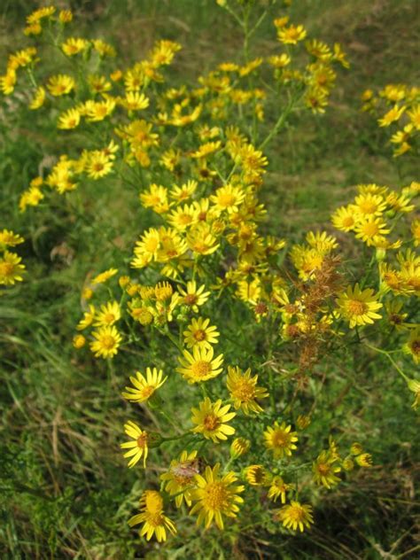 Banco De Imagens Rvore Natureza Ramo Flor Plantar C U Prado