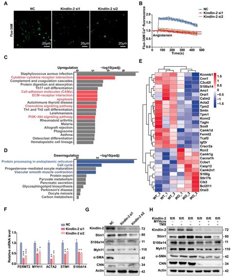 Depletion Of Kindlin Downregulates Calcium Binding Proteins And Soce