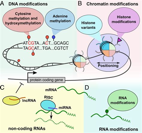 Adenine Methylation