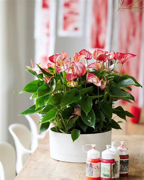 14 Stunning Red And White Flowers Balcony Garden Web