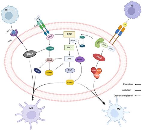 Frontiers Communication Molecules Ncrnas Mediate Tumor Associated