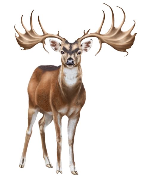 Deer transparent background 12893822 PNG