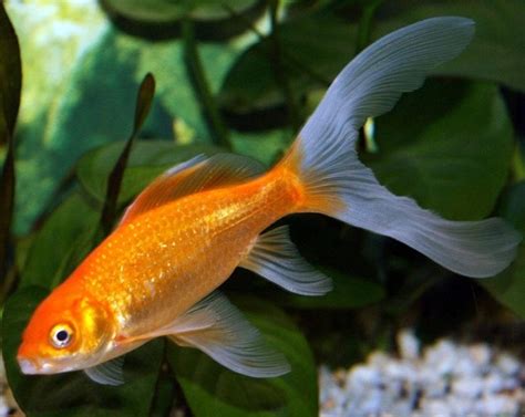 Золотая рыбка | Aquarium fish, Goldfish, Freshwater fish