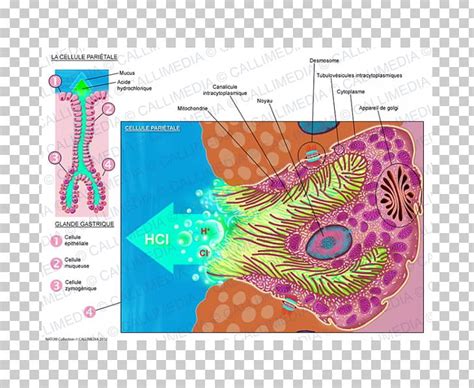 Parietal Cell Organism Histology PNG, Clipart, Area, Cell, Digestion ...