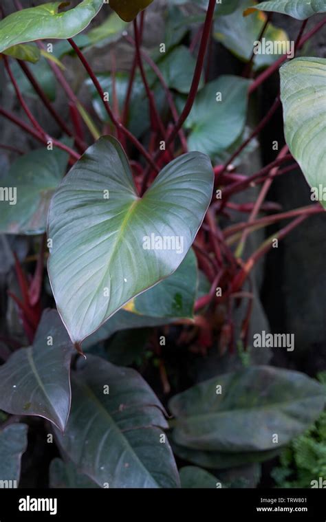 Red Leaf Philodendron Hi Res Stock Photography And Images Alamy