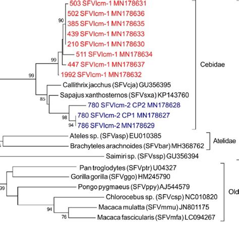 Platyrrhini SFV Phylogeny Tree Inferred Using Maximum Likelihood