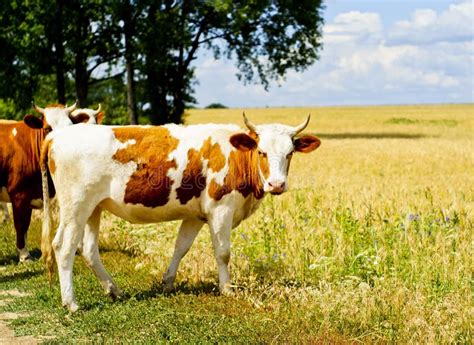 Brown cow with white spots stock photo. Image of friendly - 55754098