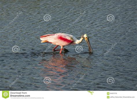 Roseate Spoonbill Wading With Its Bill In The Water Florida Stock