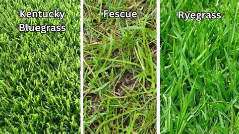 Kentucky Bluegrass Vs Fescue Vs Ryegrass A Comparison Guide