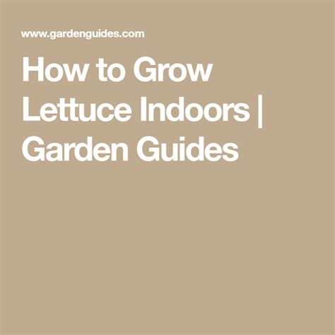 How To Grow Lettuce Indoors Garden Guides Spinach Seeds Growing