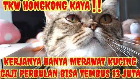 TKW HONGKONG KAYAKERJANYA HANYA MERAWAT KUCING GAJI PERBULAN BISA