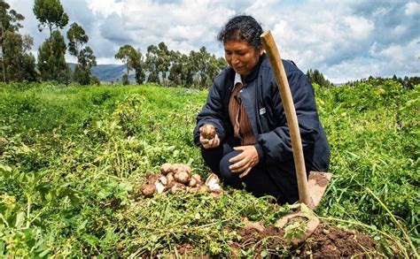 Pleno Agrario Aprueban Promoci N Y Protecci N De La Papa Y Sus