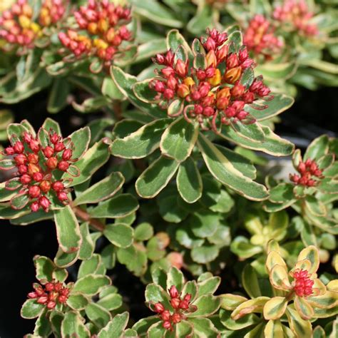 Sedum Kamtschaticum Variegatum Variegated Stonecrop From Sandys Plants