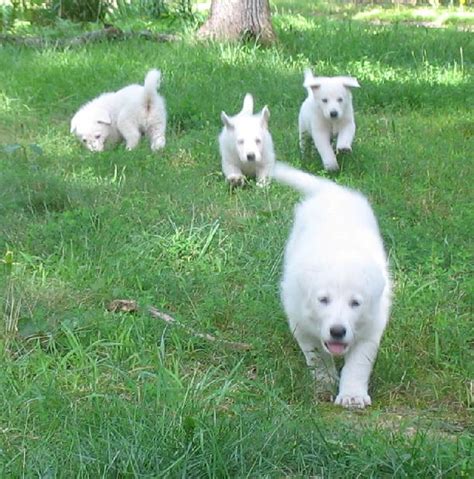 White German Shepherd Puppies 7 Weeks Old Gunther White German