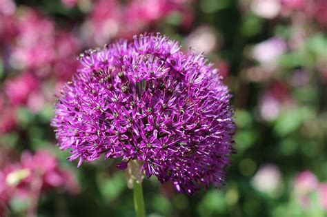 Allium Bulb Flower - Free photo on Pixabay - Pixabay