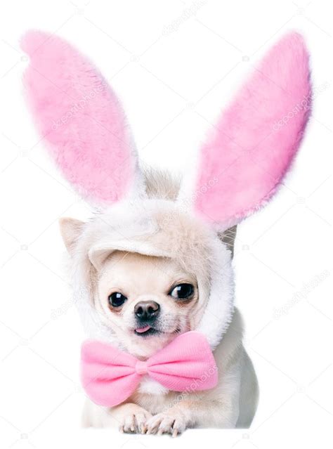 Chihuahua wearing funny costume — Stock Photo © lilu1331 #42808347