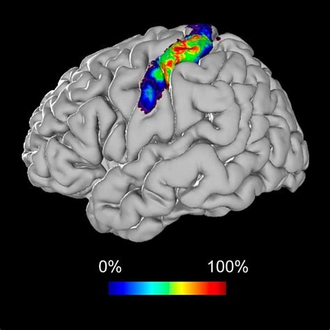 Sensory Cortex Location