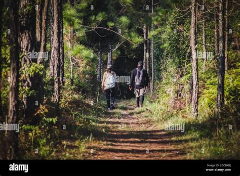 Hikers With Backpacks Walking Trough Forest Path Stock Photo Alamy