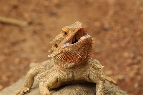 Why Do Bearded Dragons Open Their Mouths 8 Interesting Reasons Hepper