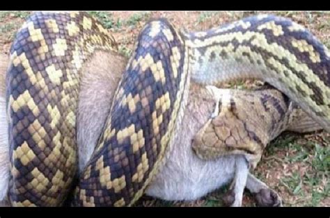 El Tremendo Momento En Que Una Pit N Devora Un Wallaby Un Hombre