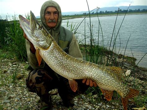 Fishing In Croatia (and in the neighbourhood): Old news, but big pike!