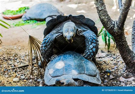 Breeding of turtle stock photo. Image of breeding, turtle - 127363510