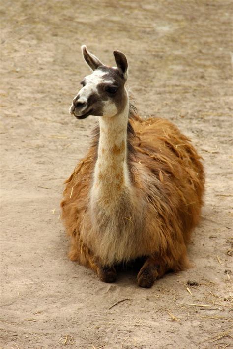 Llama Adult And Young At African Wildlife Sanctuary Stock Image Image