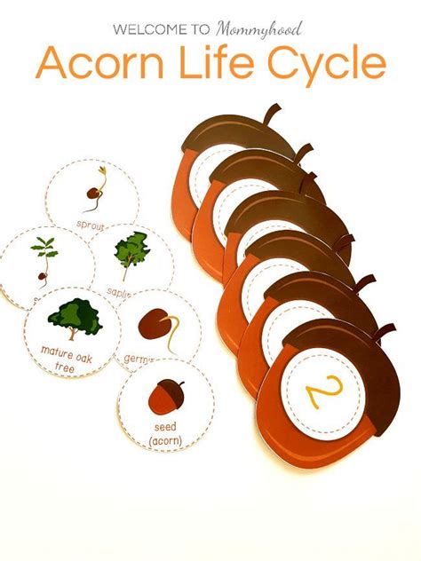 an advertisement for acorn life cycle with pictures of acorn leaves and ...