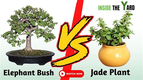 Elephant Bush Vs Jade Plant Comparing Two Plant King Youtube