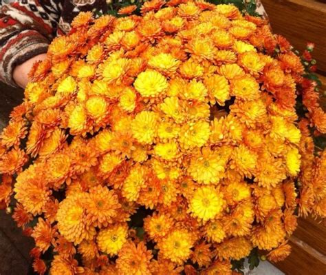 Хризантемы низкорослые (карликовые): сорта, фото и названия, как ...